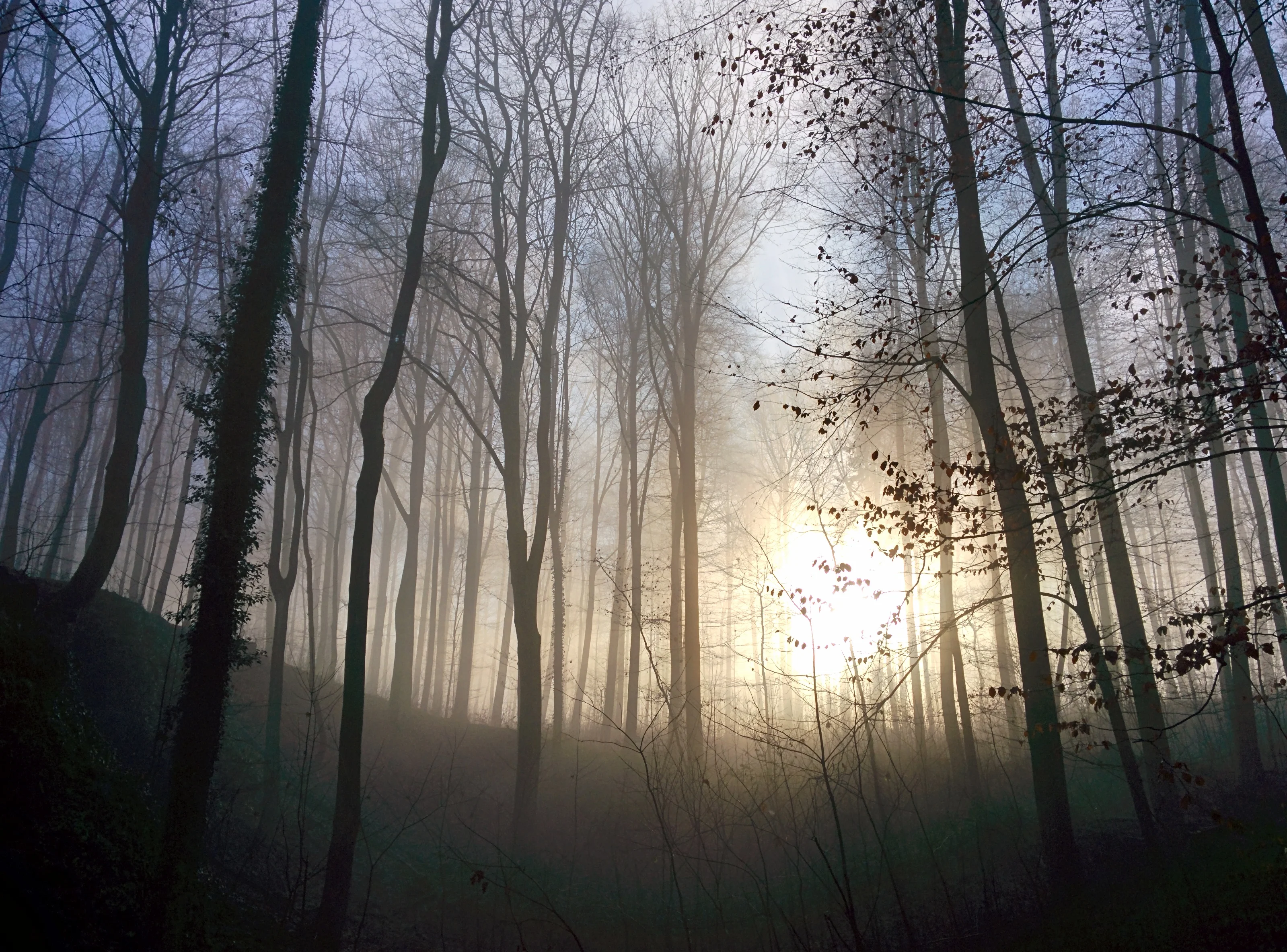 Teutoburger Forest